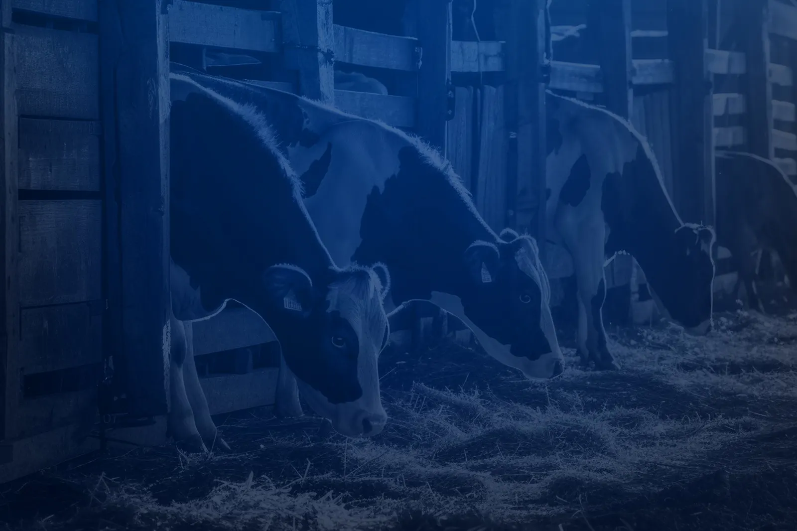 Animal Husbandry & Allied Activities