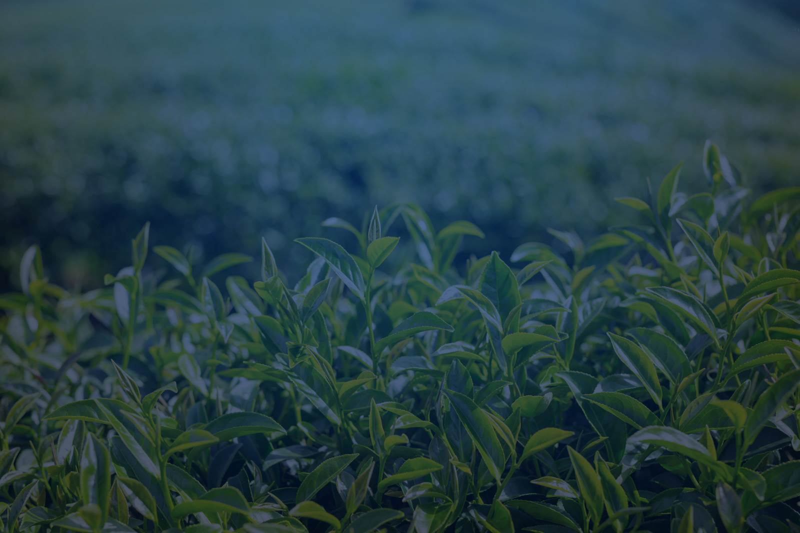 Alternative Livelihood Enterprises in Tea Estates